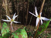 Festa di fiori sui sentieri per il Monte Ubione-6 marzo 2026-FOTOGALLERY